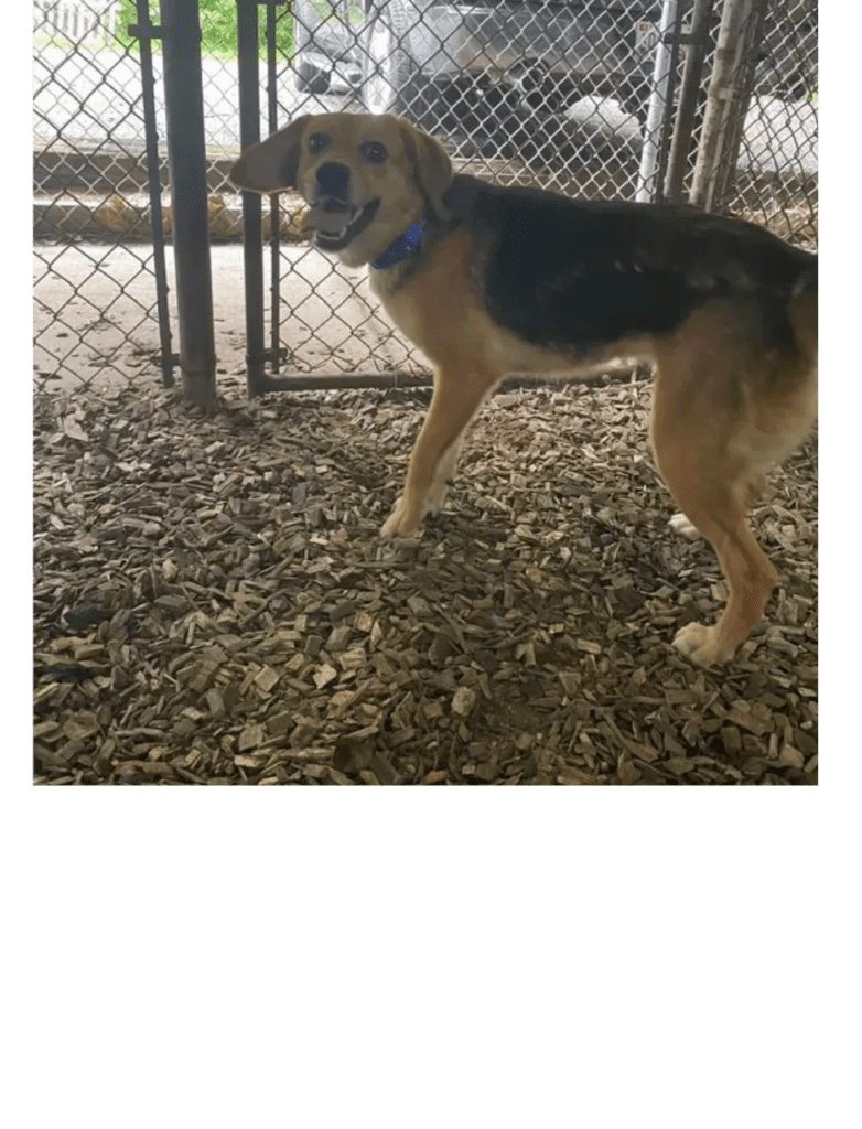 A dog standing in the dirt near a chain link fence.