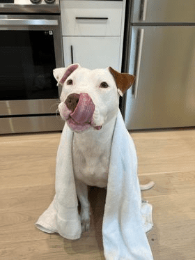 A dog wrapped in a towel sitting on the floor.