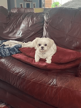 A small white dog laying on top of a red pillow.