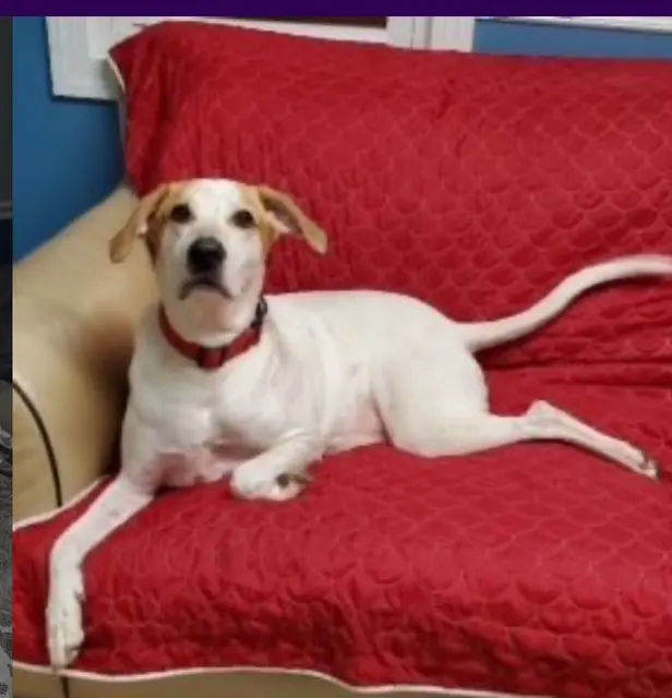 White dog lounging on red couch.