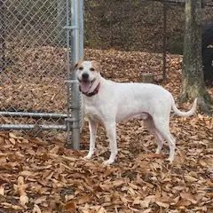 A dog standing in leaves near a chain link fence.