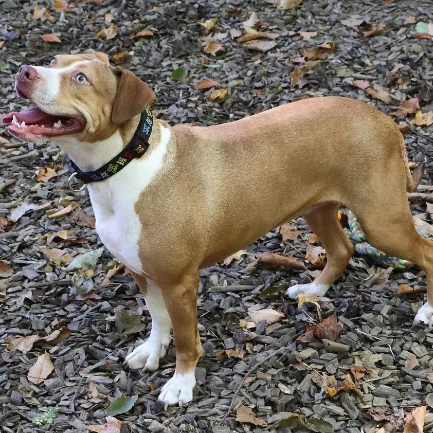 A brown and white dog standing on top of leaves.