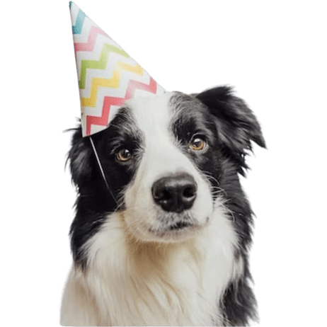A dog wearing a party hat with green background