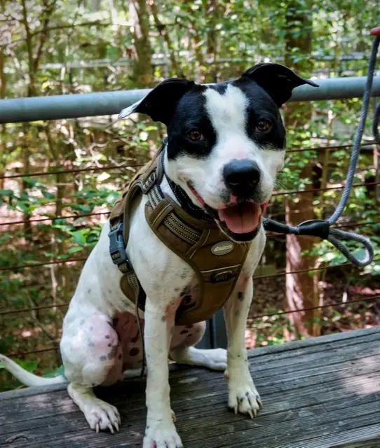 Smiling dog sitting outdoors on wooden deck.