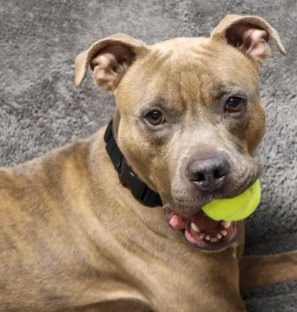 Dog holding a green tennis ball.