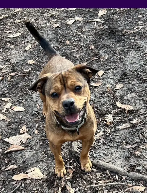 Happy dog standing in a wooded area.