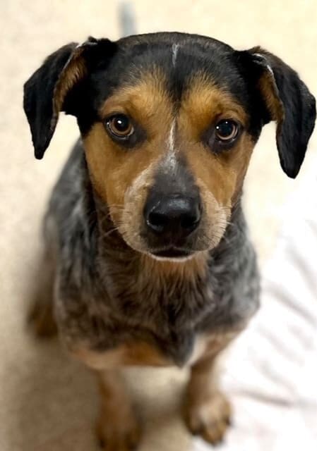 Adorable blue heeler mix puppy.