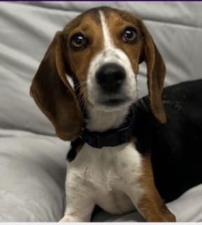 Here's an alt tag for the image: Adorable beagle puppy looking at camera.