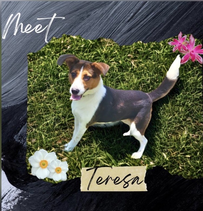 Teresa tri-color dog standing on grass