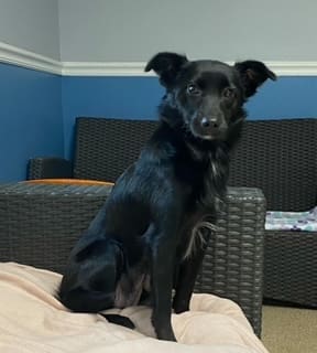 Here's an alt tag for the image: Black dog sitting on a light pink blanket.