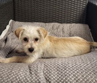 Here's an alt tag for the image: Adorable fluffy puppy relaxing on a blanket.