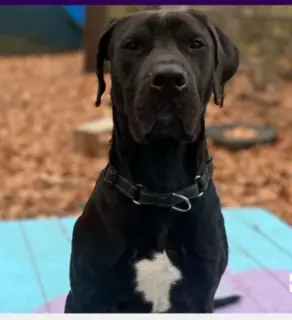 Here's an alt tag for the image: Black dog with white chest patch sitting.