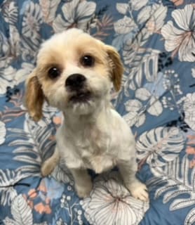 Here's an alt tag for the image: Adorable fluffy dog sitting on blanket.