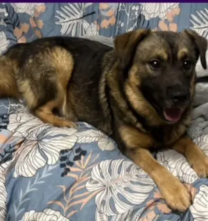 Here's an alt tag for the image: Adorable brown and black dog relaxing.