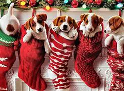 Here's an alt tag for the image: Five Jack Russell puppies in Christmas stockings.