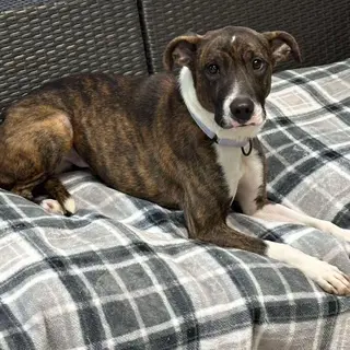 Brindle dog lounging on a plaid blanket.