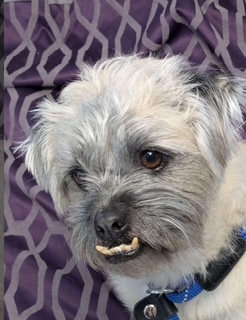 Light-colored dog with unique facial expression.