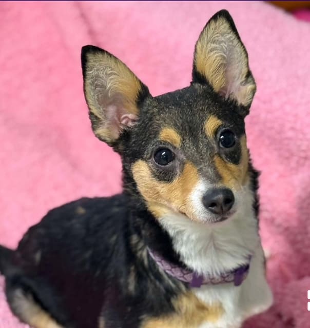 Small dog with big ears on pink blanket.