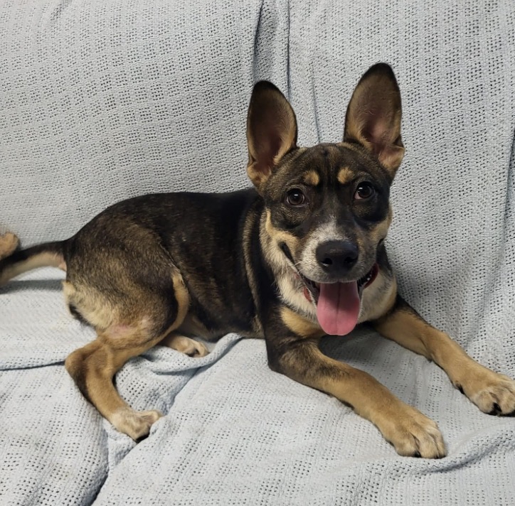 Young Female Autralian Kelpie