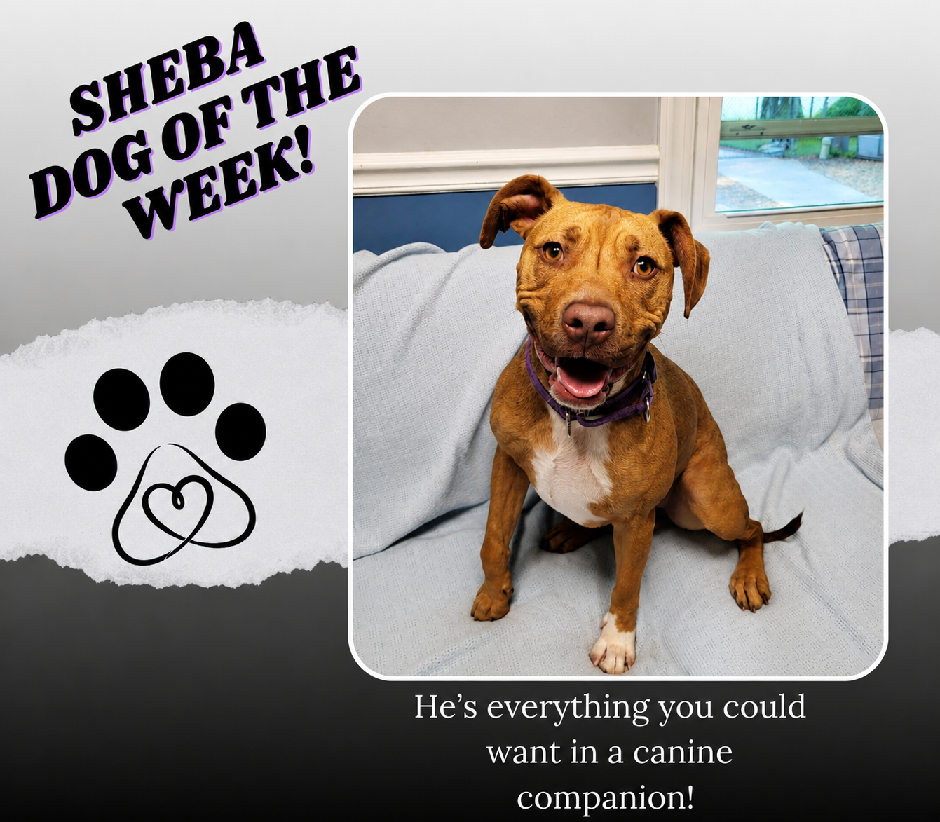 sheba 2