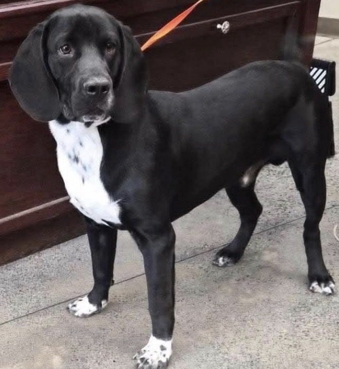 Young Male Lab