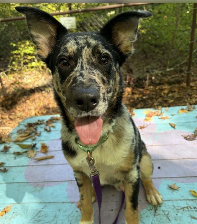 Young Male Australian Cattle Dog