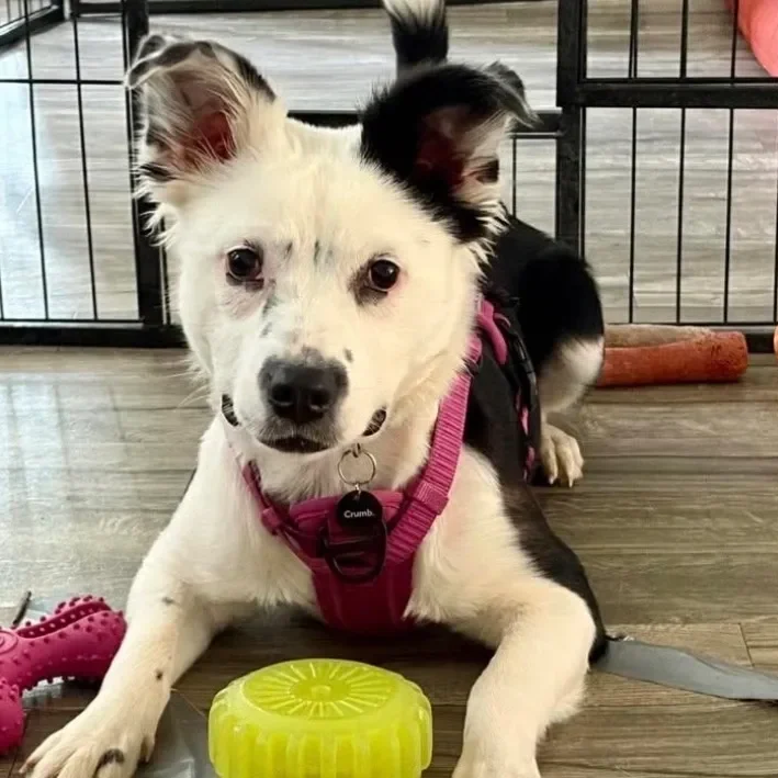 Black and white dog wearing pink harness