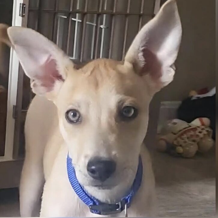 Tan puppy with large upright ears