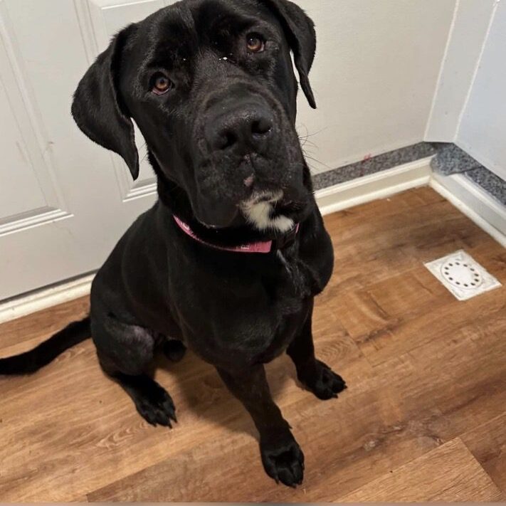 Black dog sitting attentively indoors