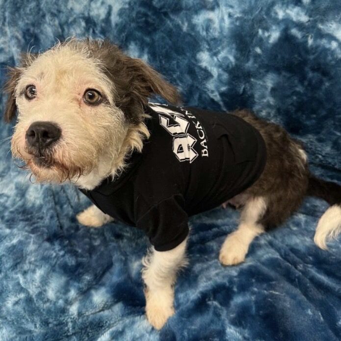 Dog in a black shirt looking curious