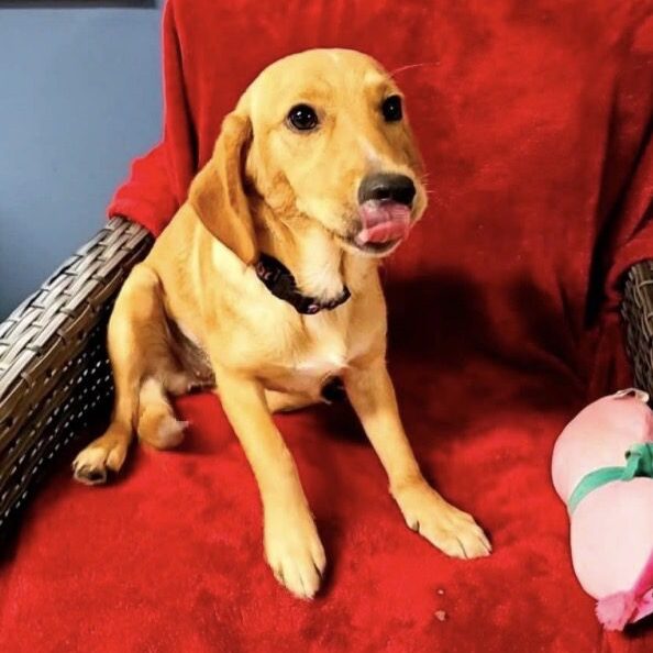 Happy dog sitting on a chair
