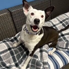 Happy dog sitting on a couch.