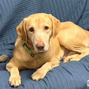 Labrador resting on a blue blanket.