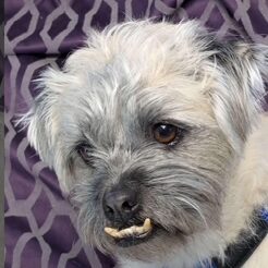 Light-colored dog with unique facial expression.