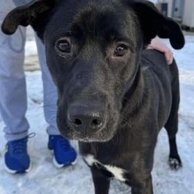 Black dog with expressive eyes in snow.