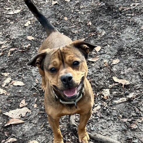 Happy dog standing in a wooded area.