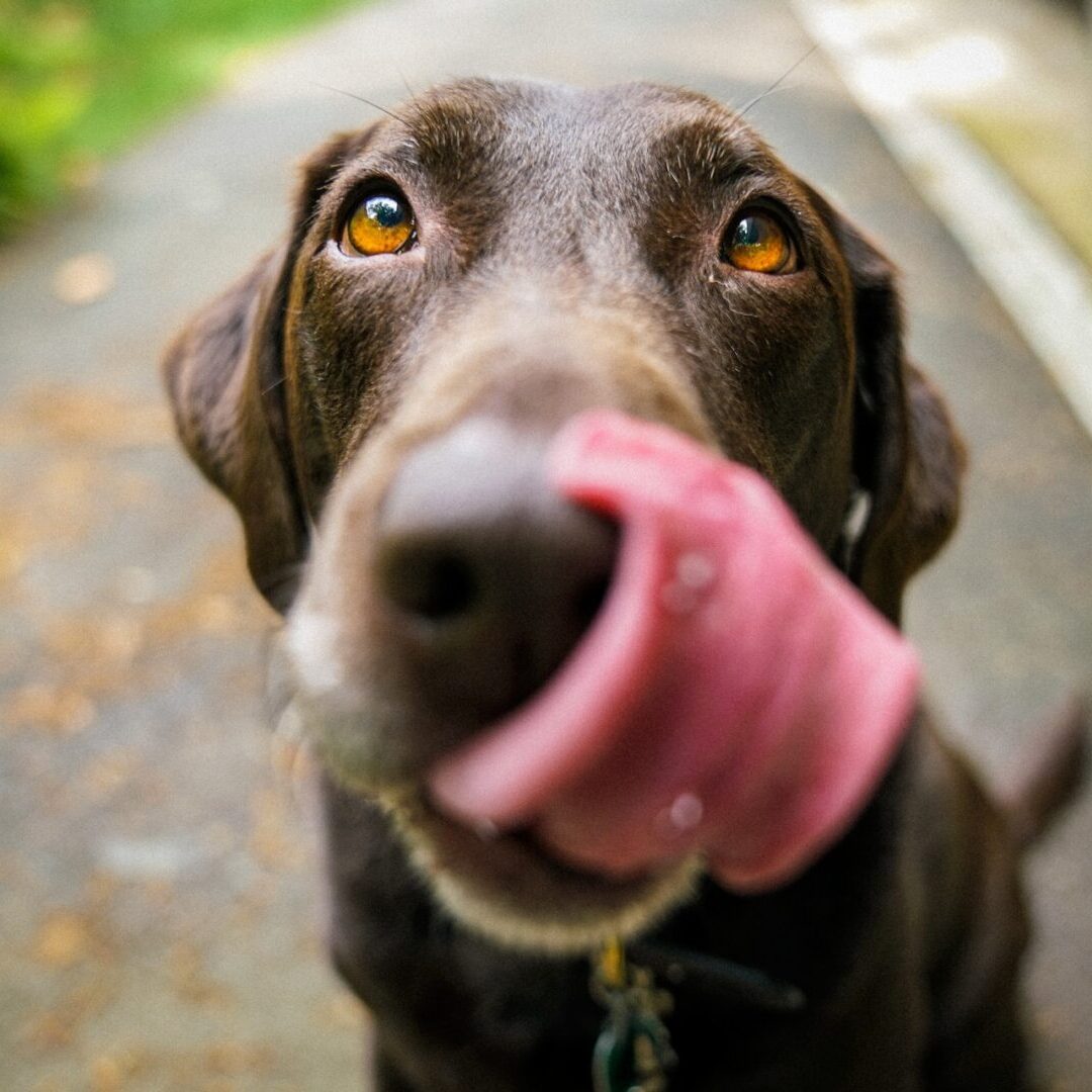 A dog with its tongue hanging out chewing on something.